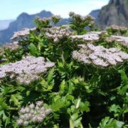 Melanoselinum decipiens seeds - ( Madeiran Giant Black Parsley)
