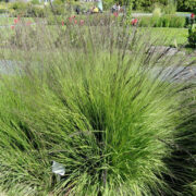 Molinia caerulea ssp. arundinacea seeds - ( Purple Moor grass)