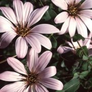Mutisia ilicifolia seeds - ( Chilean Climbing Gazania)