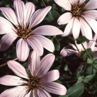 Mutisia ilicifolia seeds - ( Chilean Climbing Gazania)