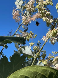 Macleaya cordata seeds - (White Plume Poppy)