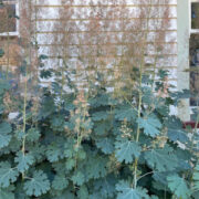 Macleaya microcarpa seeds - ( Pink plume poppy)