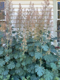 Macleaya microcarpa seeds - ( Pink plume poppy)