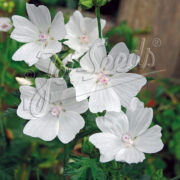 Malva moschata f. alba ( cold treated ) - ( White Perfection)