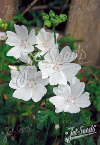 Malva moschata f. alba ( cold treated ) - ( White Perfection)