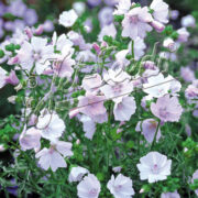 Malva moschata 'Appleblossom' seeds (cold treated ) - (Mallow)