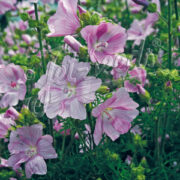 Malva moschata 'Pink Perfection'  cold treated seeds- ( Musk-Mallow)