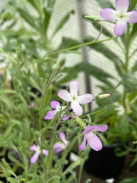Matthiola bicornis seeds - (Night Scented Stock)