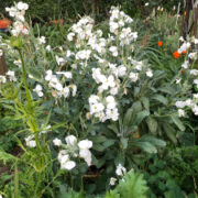 Matthiola fruticulosa 'Alba' seeds- ( Perennial Stock)