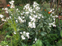 Matthiola fruticulosa 'Alba' seeds- ( Perennial Stock)