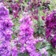 Matthiola incana 'Vicky's Vintage Violet' seeds - ( Stock)