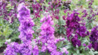 Matthiola incana 'Vicky's Vintage Violet' seeds - ( Stock)
