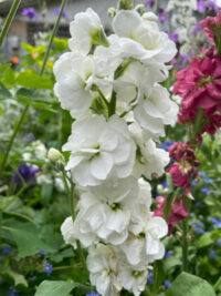Matthiola incana 'Quartet White' seeds - (Annual Stock)