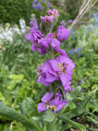Matthiola incana 'Quartet Lavender' seeds -(Annual Stock)
