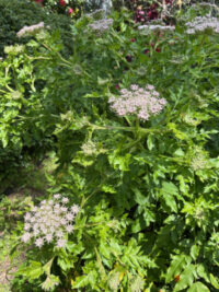 Melanoselinum decipiens seeds - ( Madeiran Giant Black Parsley)