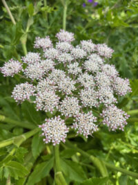 Melanoselinum decipiens seeds - ( Madeiran Giant Black Parsley) - Image 2