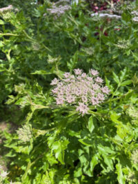 Melanoselinum decipiens seeds - ( Madeiran Giant Black Parsley) - Image 3