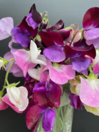Lathyrus odoratus 'Melody Bicolour Mix' seeds -(Sweet Pea)