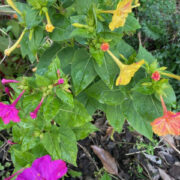Mirabilis jalapa 'Marbles mix ' seeds  - ( Four o'clocks)