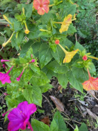 Mirabilis jalapa 'Marbles mix ' seeds  - ( Four o'clocks)
