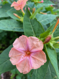 Mirabilis jalapa 'Salmon Sunset' seeds -( Marvel of Peru , 4 O'clocks) - Image 2