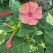 Mirabilis jalapa 'Salmon Sunset' seeds -( Marvel of Peru , 4 O'clocks)