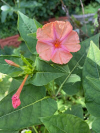 Mirabilis jalapa 'Salmon Sunset' seeds -( Marvel of Peru , 4 O'clocks)