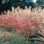 Miscanthus sinensis 'New hybrids' seeds - (Chinese Silver Grass)