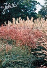 Miscanthus sinensis 'New hybrids' seeds - (Chinese Silver Grass)