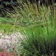 Molinia caerulea ssp. caerulea seeds - ( Moor grass)