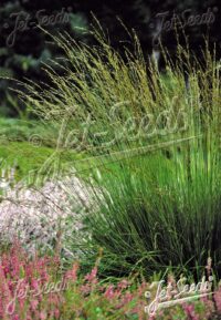 Molinia caerulea ssp. caerulea seeds - ( Moor grass)