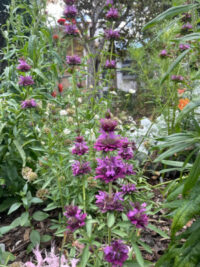 Monarda citriodora x hybrida 'Bergamo' seeds -(Bergamot)