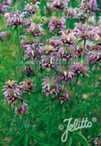 Monarda citriodora  seeds - (Lemon Mint )