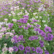Monarda didyma 'Panorama Mix' seeds - (Bee Balm)