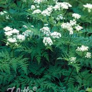 Myrrhis oderata seeds -  (Sweet Cicely)