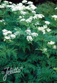 Myrrhis oderata seeds -  (Sweet Cicely)
