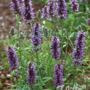Nepeta nervosa seeds - (Blue Moon)