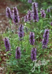 Nepeta nervosa seeds - (Blue Moon)
