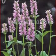 Nepeta nervosa 'Pink Cat'  seeds - ( Catmint)