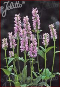 Nepeta nervosa 'Pink Cat'  seeds - ( Catmint)