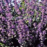 Nepeta racemosa 'Select' plants