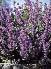 Nepeta racemosa 'Select' plants