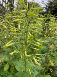 Nicotiana knightiana seeds - (Tobacco Flower)