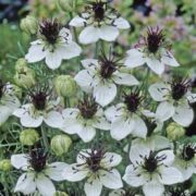 Nigella papillosa "African Bride' seeds - (Love-in-a-mist)