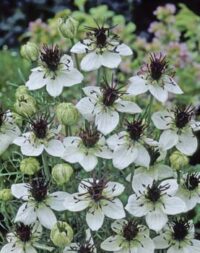 Nigella papillosa 'African Bride' seeds - ( Love-in-a-mist)