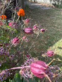 Nigella damascena 'Albion Black Pod' seeds - ( Love-in-a-mist