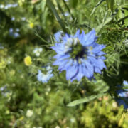 Nigella damascena 'Miss Jekyll Light Blue' seeds - (Love-in-a-mist)