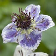 Nigella papillosa 'Delft Blue' seeds - ( Love-in-a-mist)