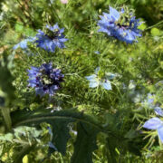 Nigella damascena 'Miss Jekyll Double mix' seeds - (Love-in-a-mist)