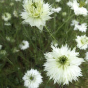 Nigella damascena 'Miss Jekyll White' seeds - (Love-in-a-mist)